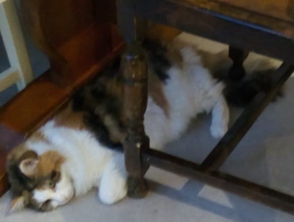 cat knocked out by the heat